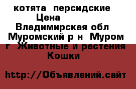 котята  персидские › Цена ­ 1 500 - Владимирская обл., Муромский р-н, Муром г. Животные и растения » Кошки   